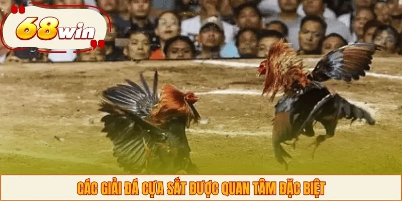 Các giải đá cựa sắt được quan tâm đặc biệt