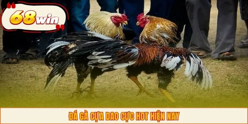 Đá gà cựa dao cực hot hiện nay
